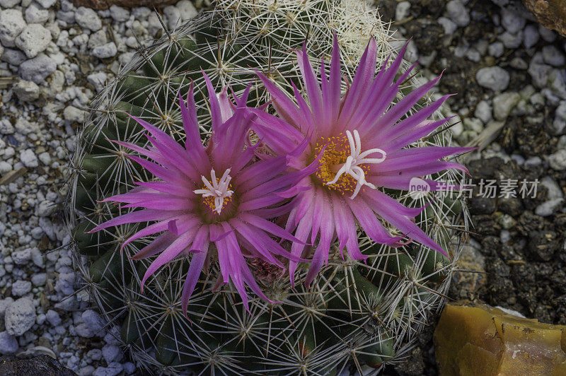 蜂窝仙人掌，Escobaria vivipara或Coryphantha vivipara，是一种仙人掌，有几个共同的名字，包括刺星，胎生狐尾仙人掌。仅限于莫哈韦沙漠和索诺兰沙漠。大盆地国家公园，内华达州。